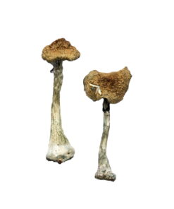 Buy A+ Magic Mushrooms Online