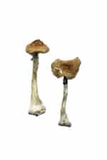 Buy Escondido Magic Mushrooms