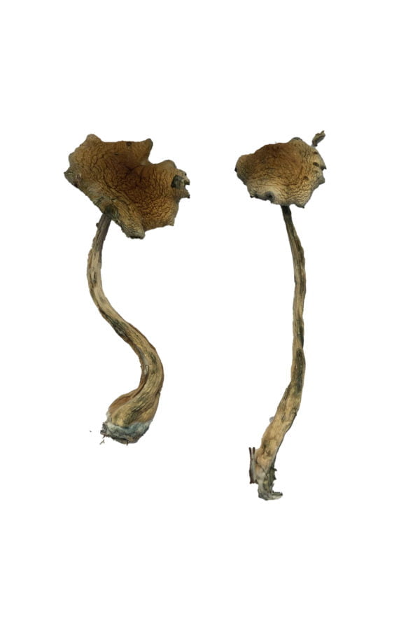 Alacabenzi Magic Mushrooms Alacabenzi Magic Mushrooms