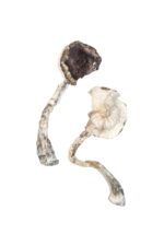 Albino A+ Magic Mushrooms