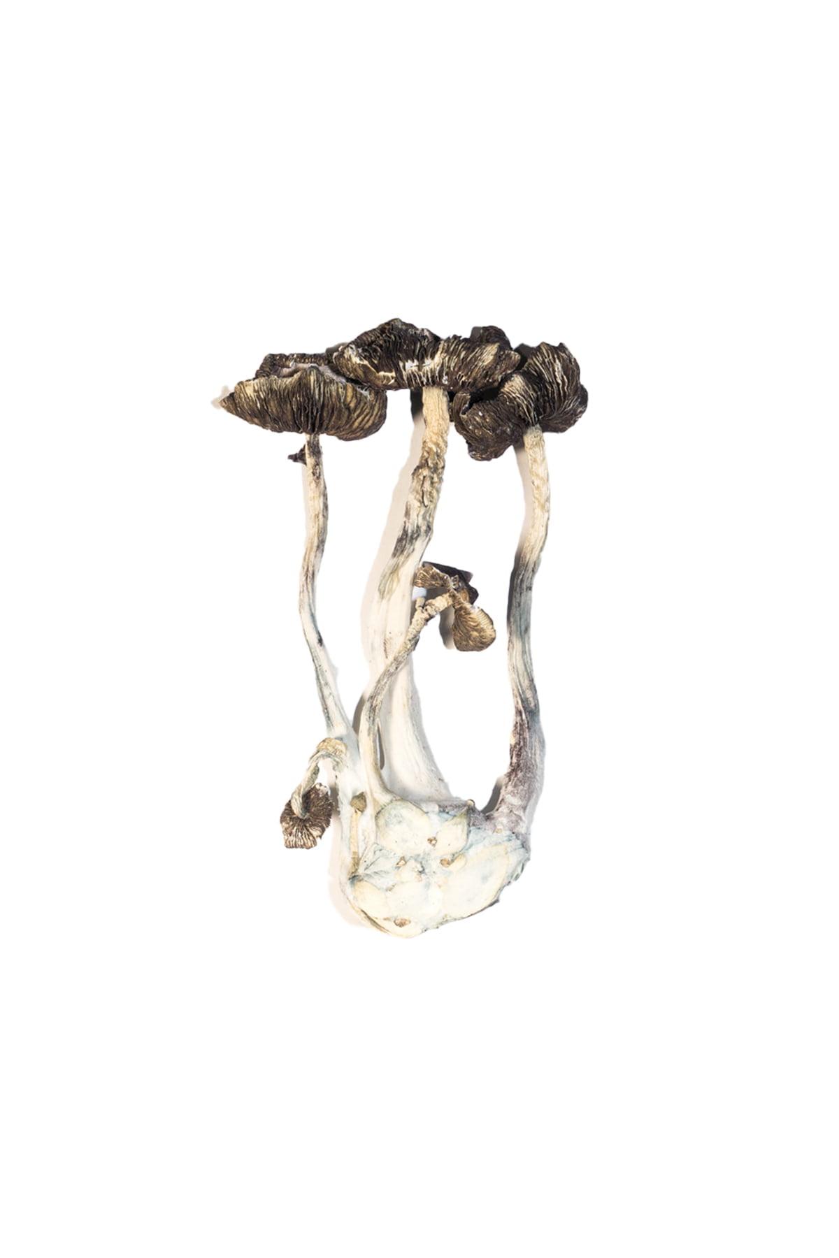 Albino A+ Magic Mushrooms Albino A+ Magic Mushrooms