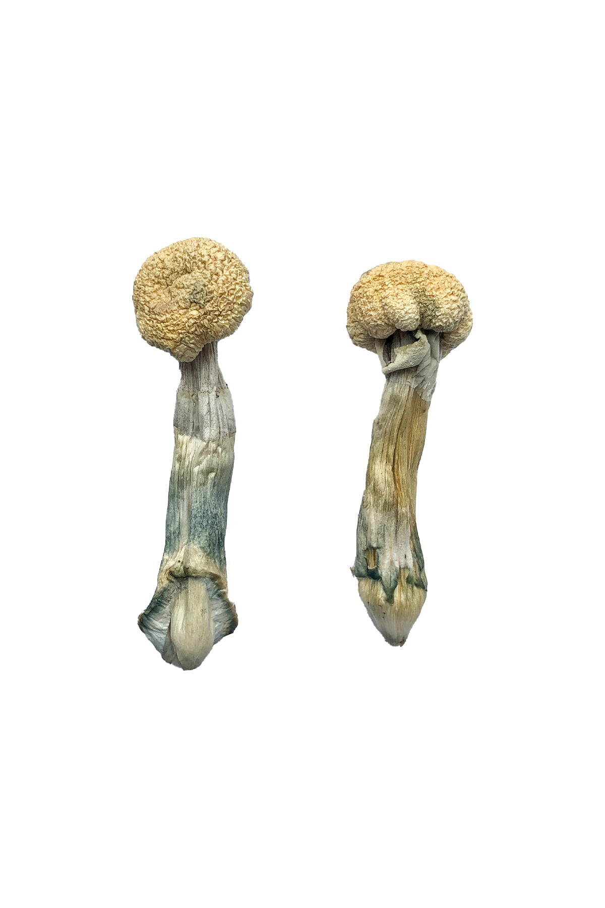 Albino-Treasure-Coast-Magic-Mushrooms Albino Treasure Coast Magic Mushrooms