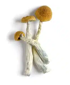 amazonian magic mushrooms