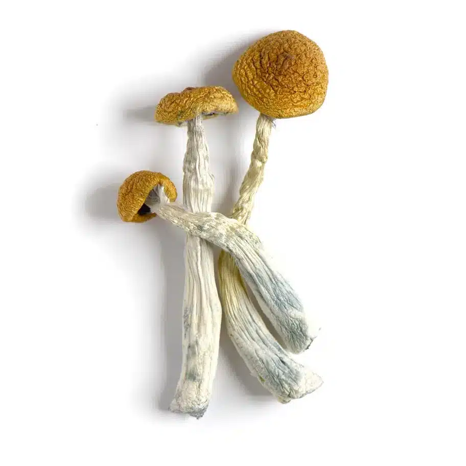amazonian magic mushrooms