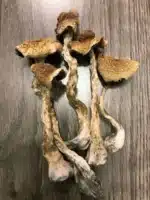 B+ Magic Mushrooms
