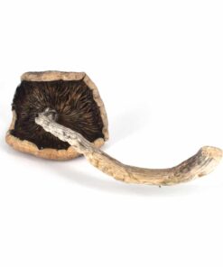 B+ Magic Mushrooms