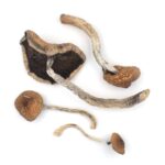 B+ Magic Mushrooms