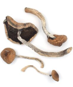 B+ Magic Mushrooms