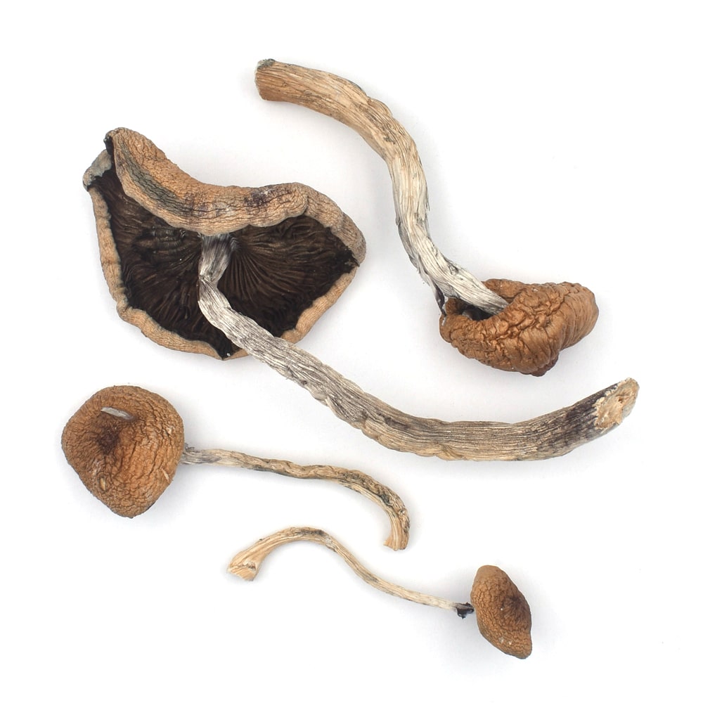 B+ Magic Mushrooms2 B+ Magic Mushrooms
