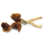 Blue Meanie Magic Mushrooms