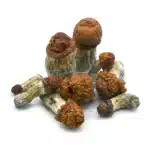 Blue Meanie Magic Mushrooms