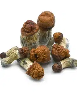 Blue Meanie Magic Mushrooms