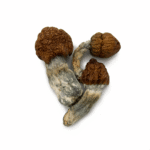 Blue Meanie Magic Mushrooms