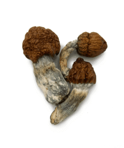 Blue Meanie Magic Mushrooms