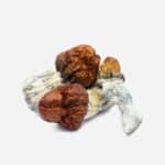 Blue Meanie Magic Mushrooms
