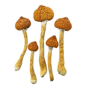 Brazilian Magic Mushrooms - Fungi Psilocybin Mushroom Brazilian Magic Mushrooms