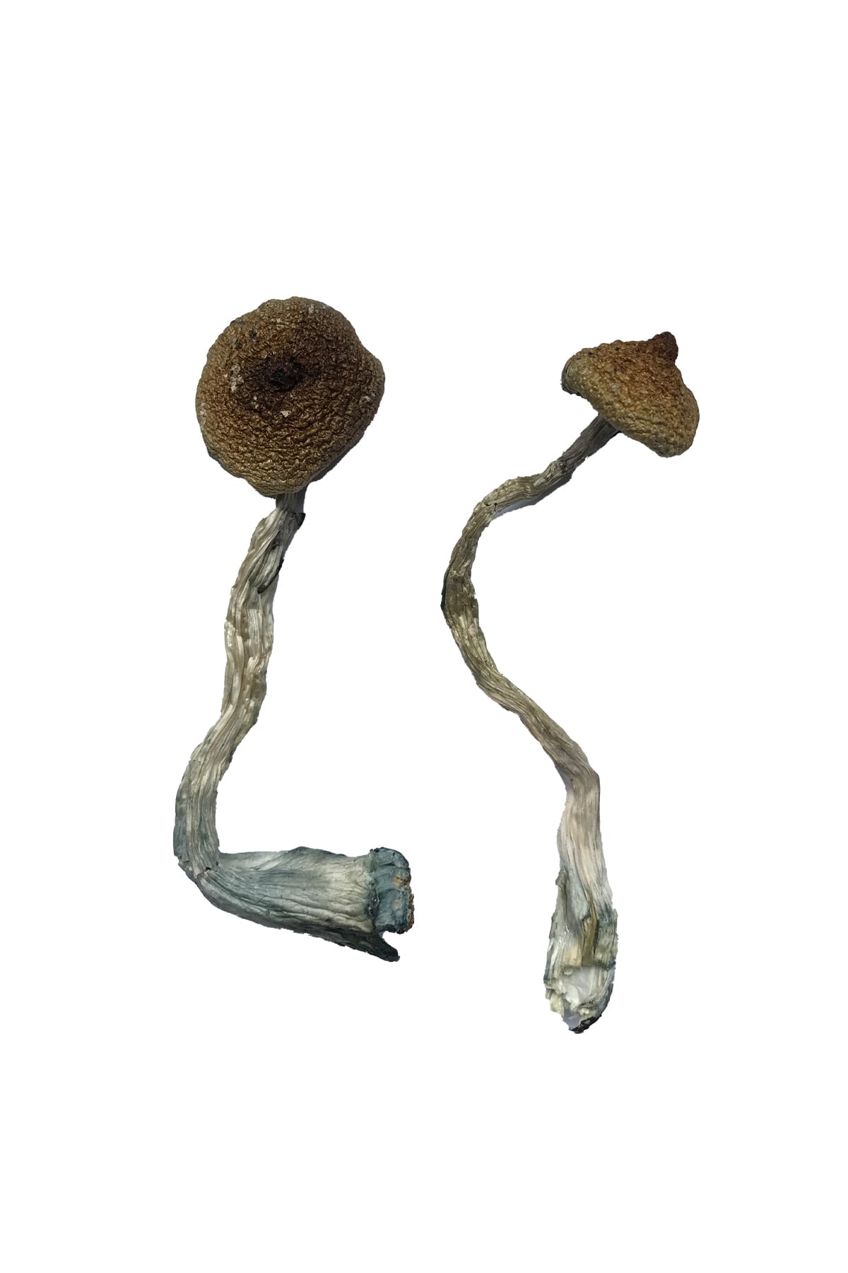 Costa Rican Magic Mushrooms - Fungi Psilocybin Mushroom Costa Rican Magic Mushrooms