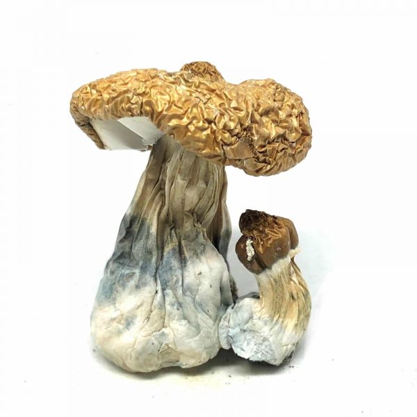 Costa-Rican-mushrooms-600x600 Costa Rican Magic Mushrooms - Image 1
