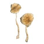 Cuban Mushrooms