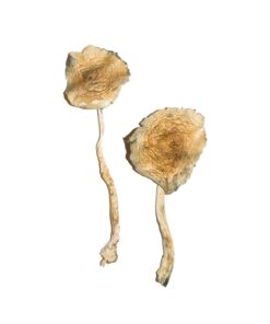 Cuban Mushrooms