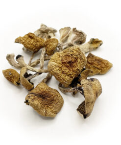 Daddy Long Legs Cubensis Mushrooms
