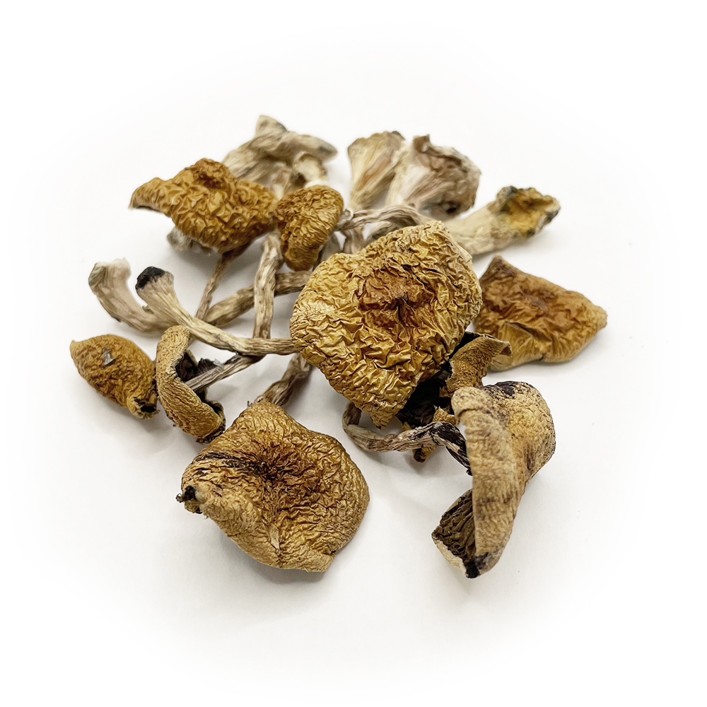 Buy Dried Mushrooms