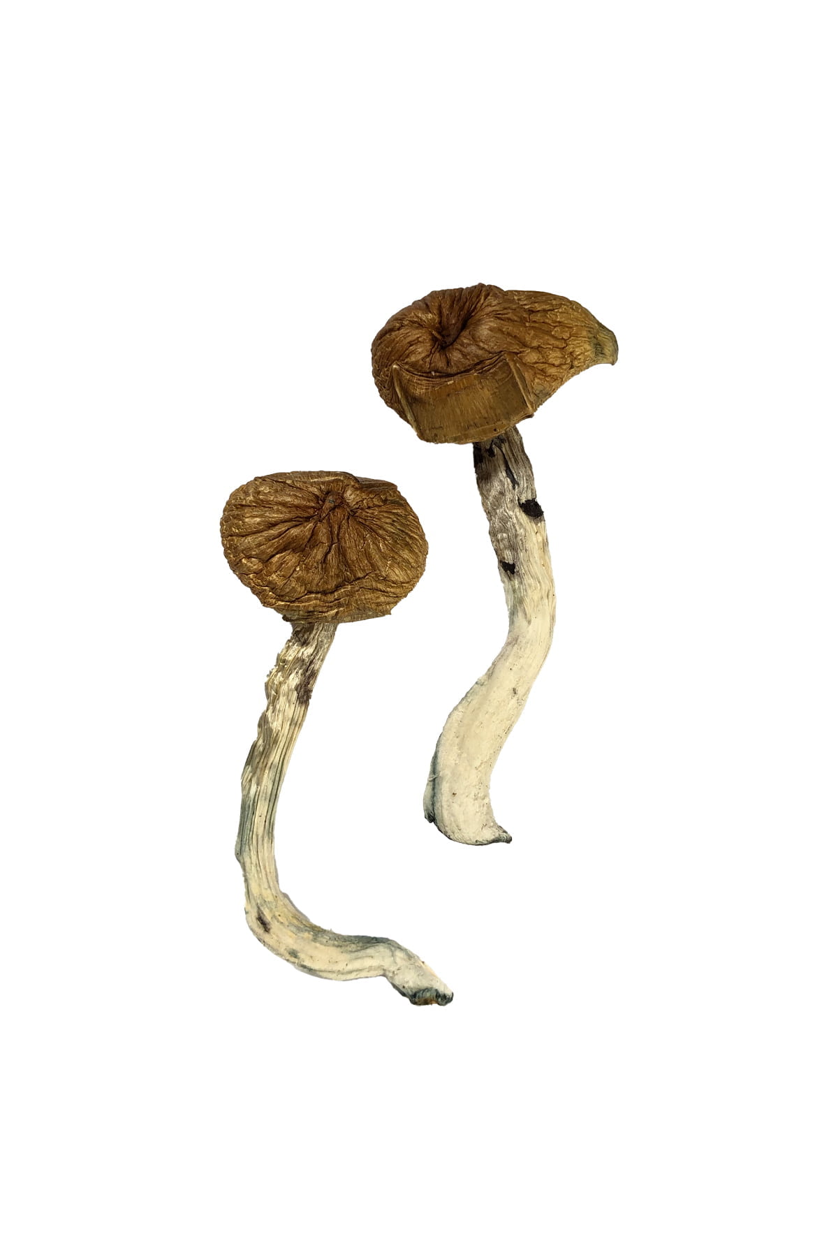 Dancing-Tiger-Magic-Mushrooms Dancing Tiger Magic Mushrooms