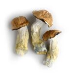 Ecuadorian Magic Mushrooms