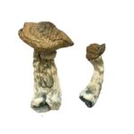 Ecuadorian Magic Mushrooms
