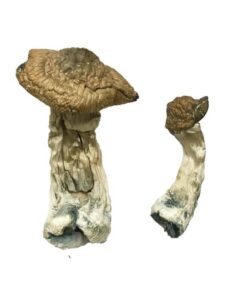 Ecuadorian Magic Mushrooms