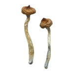 Buy Escondido Magic Mushrooms