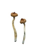 Buy Escondido Magic Mushrooms