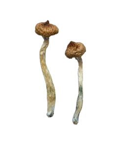 Buy Escondido Magic Mushrooms