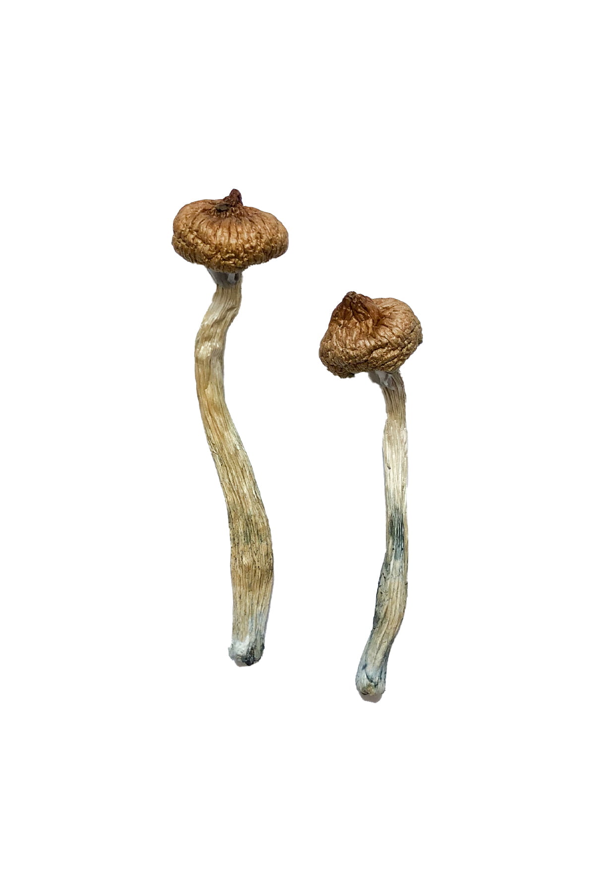 Escondido-Magic-Mushrooms-photo-1 Buy Escondido Magic Mushrooms