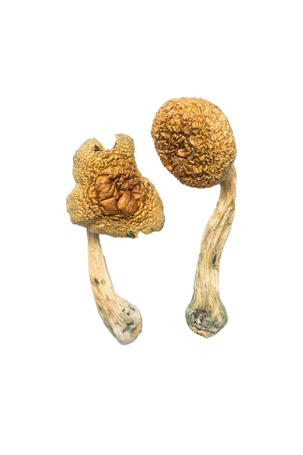 Golden-Mammoth-Shrooms Golden Mammoth Magic Mushrooms