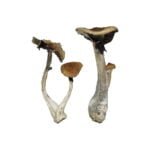 koh samui mushrooms