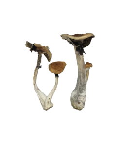 koh samui mushrooms