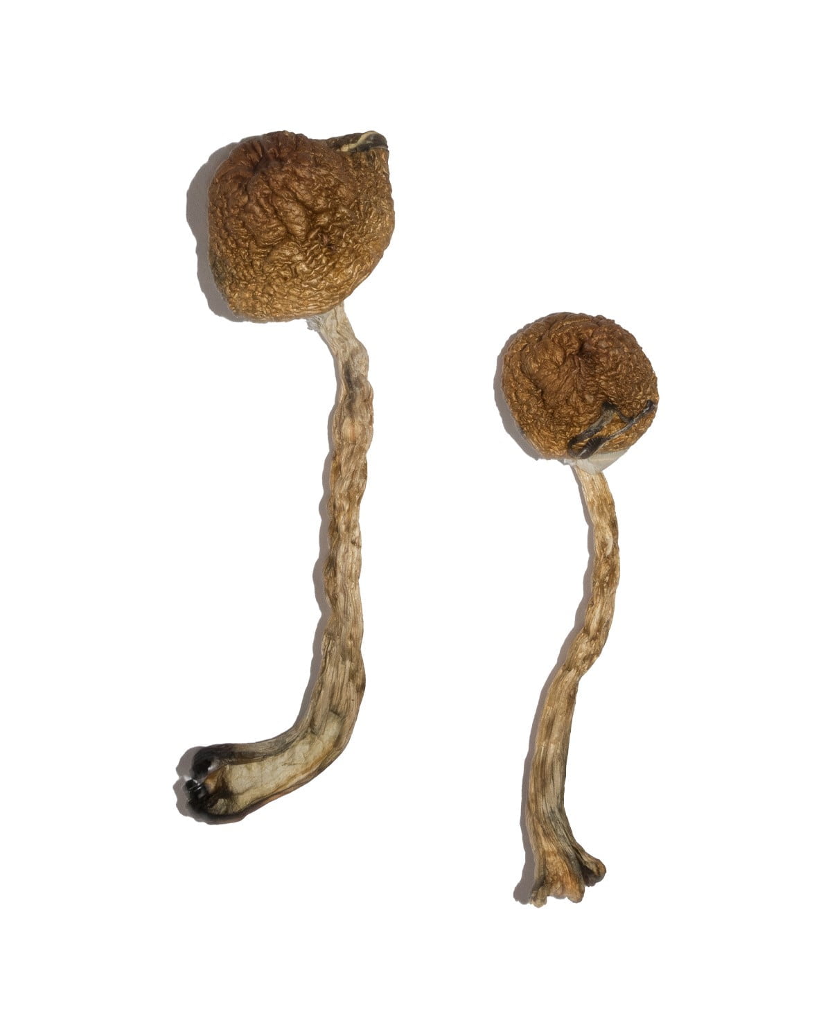 Malabar-Magic-Mushrooms Malabar Magic Mushrooms