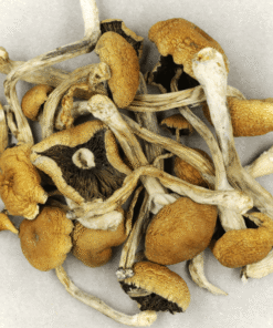 Dried Mushroom