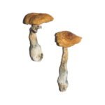 Penis Envy Magic Mushrooms 6