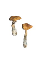 Penis Envy Magic Mushrooms 6