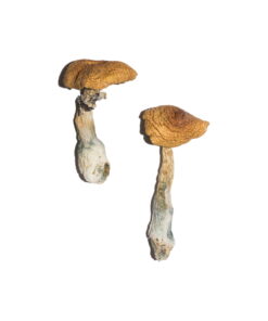 Penis Envy Magic Mushrooms 6