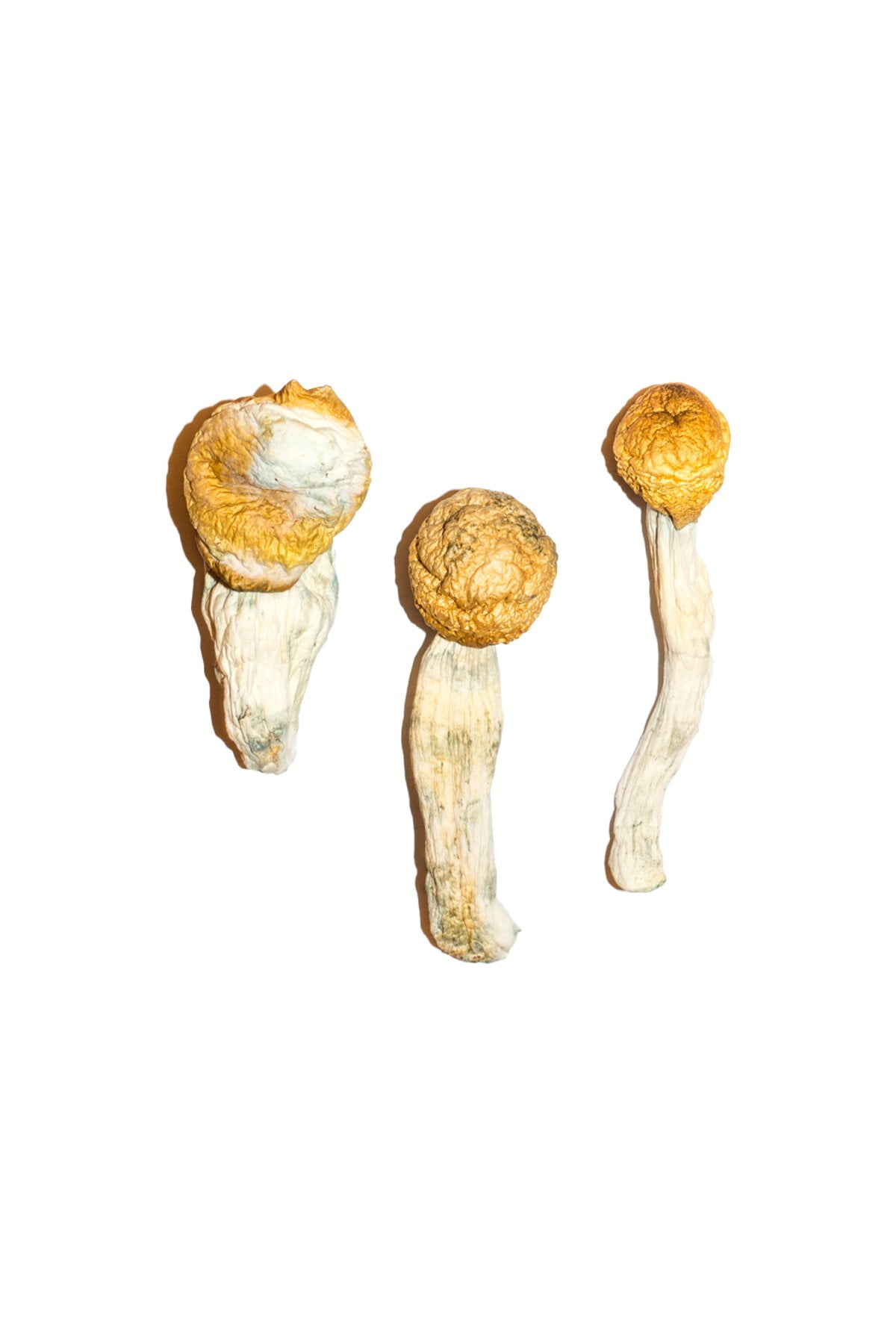 Penis-Envy-Magic-Mushrooms-3 Penis Envy Magic Mushrooms