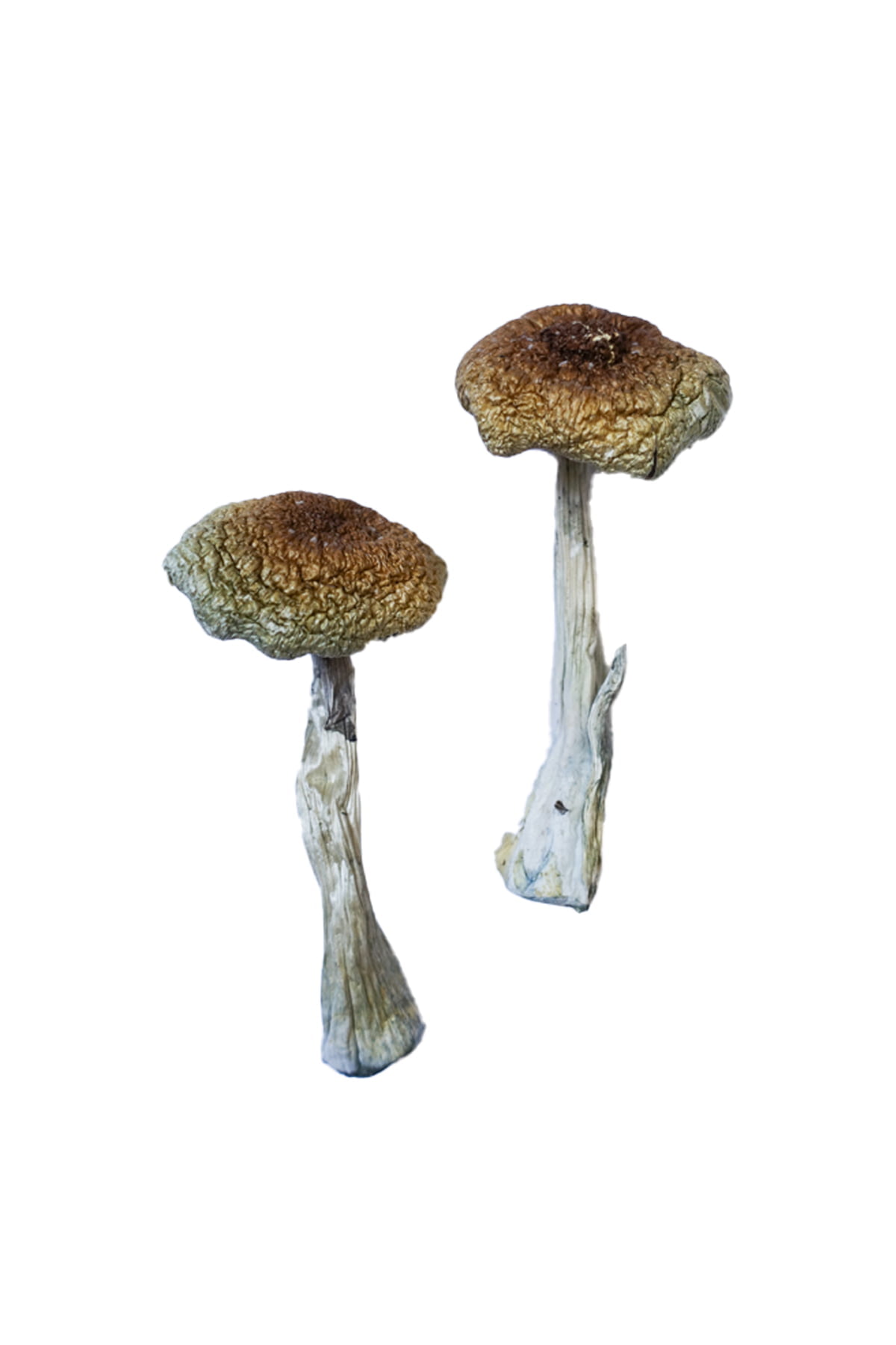 Psilocybe-Aztecorum-Shrooms Psilocybe Aztecorum Magic Mushrooms