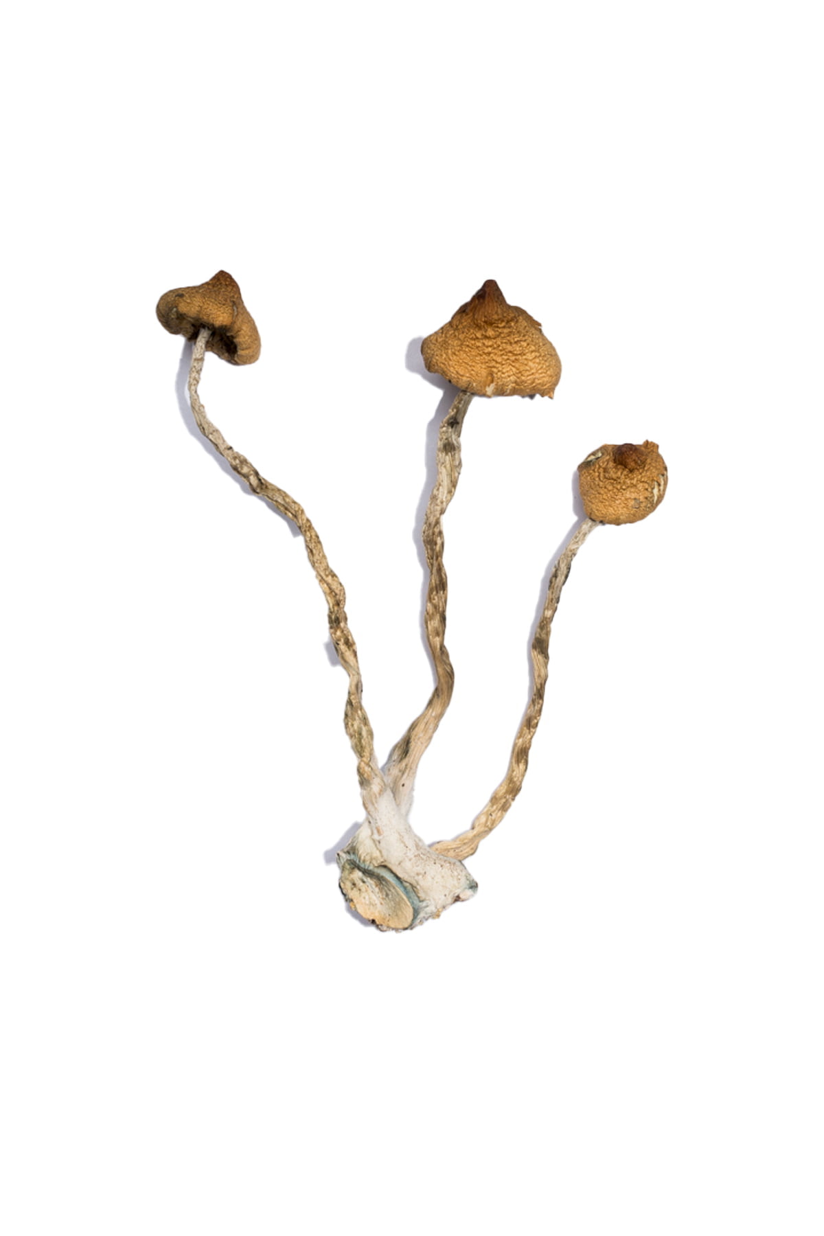 Syzygy-Magic-Mushrooms Syzygy Magic Mushrooms