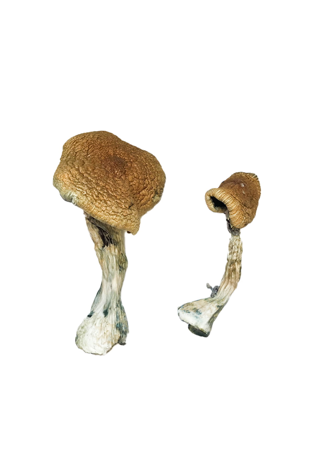 Texas-Yellow-Cap-Magic-Mushrooms Texas Yellow Cap Magic Mushrooms