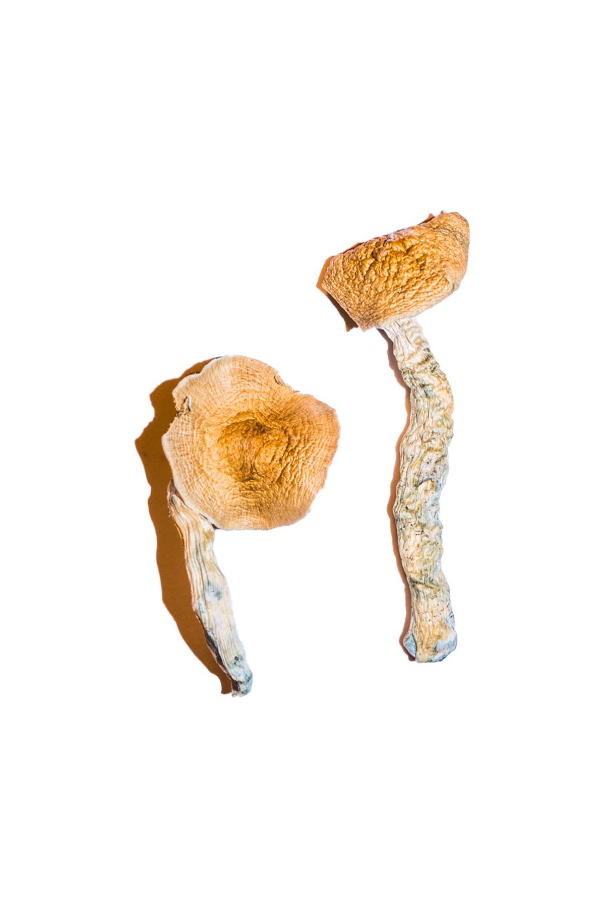 Transkei-Magic-Mushrooms Transkei Magic Mushrooms