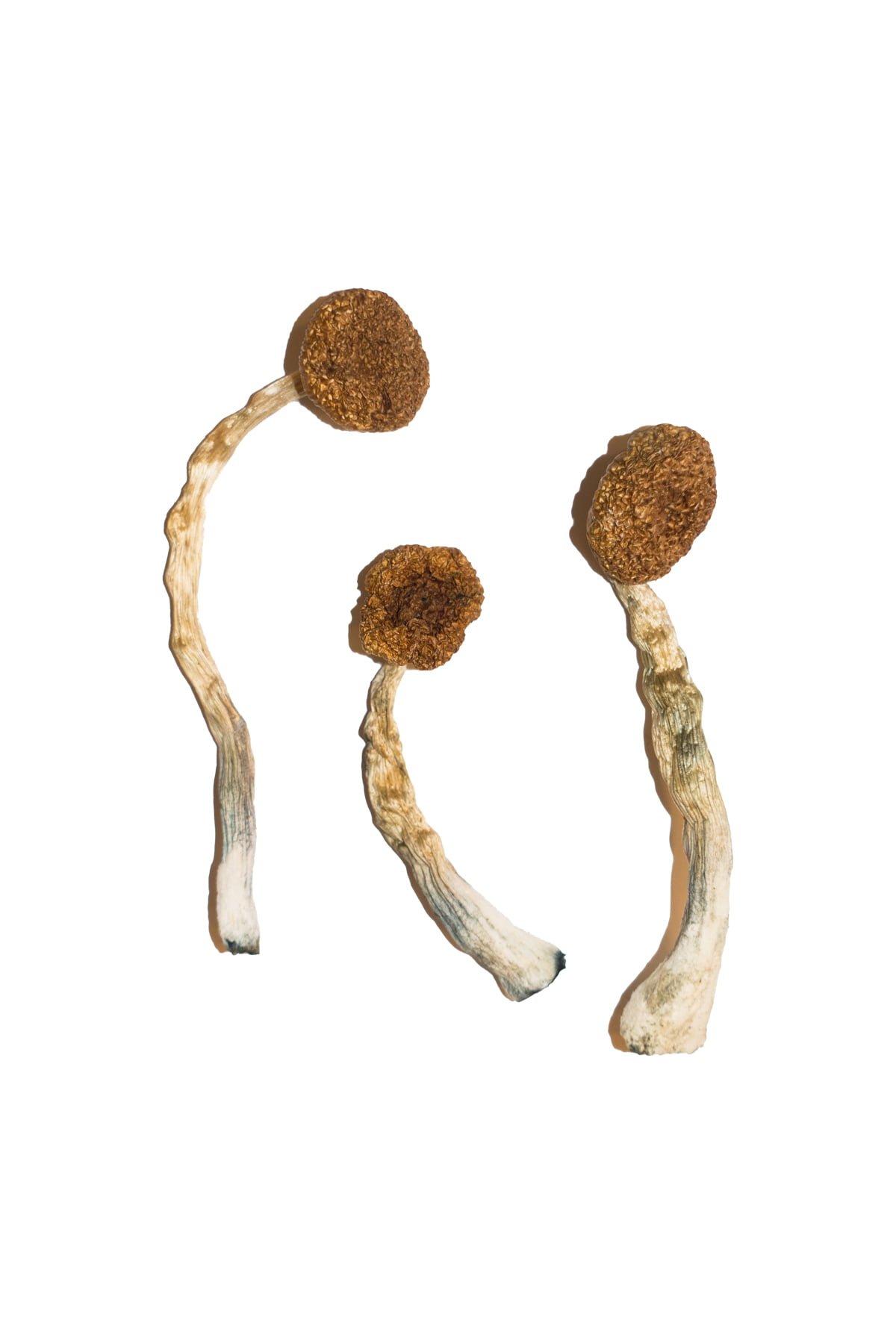 Treasure-Coast-Magic-Mushrooms Treasure Coast Magic Mushrooms