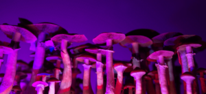 Mushroom Growing Kit