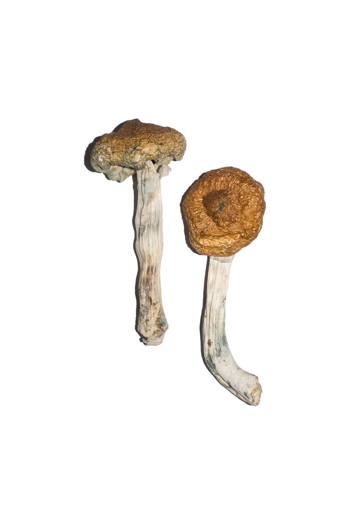 Vietnamese-Magic-Mushrooms Vietnamese Magic Mushrooms